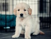 محكمة العدل الأوروبية تقضي باعتبار الحيوانات الأليفة أمتعة على متن الطائرات