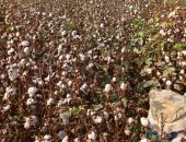 9200 جنيه سعر القنطار فى أول مزاد للقطن بالوجه البحرى.. اعرف التفاصيل