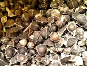 نجاح زراعة أشجار المورينجا بالوادى الجديد ضمن مبادرة التوسع فى مزارع المحاصيل الطبية والعطرية.. استكمال زراعة مليون شتلة من الشجرة المعجزة فى المدن والقرى.. والمحافظة تنتظر إنتاجا سريعا .. صور