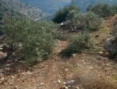 تعتبرها عدوا وتهاجمها.. أسرار استهداف الاحتلال شجر الزيتون الفلسطينى