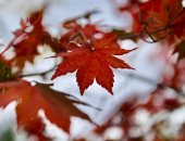 فصل الخريف يرسم لوحات بديعة على حدائق ومتنزهات الصين