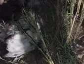 لجنة عاجلة من الطب البيطري ومباحث التموين بالغربية لفحص بلاغ ذبح حمير