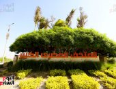 زراعة 4000 شجرة و2200 نخلة بالطرق المحيطة بالمتحف المصرى الكبير