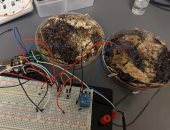 الفطر بديل الهارد ديسك.. علماء يطوّرون وحدات تخزين بيولوجية صديقة للبيئة