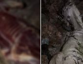 بيطري الغربية تعثر على حمار مذبوح مسلوخ الجلد و3 آخرين قبل ذبحهم بالسنطة