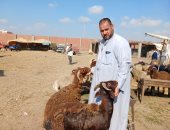 انخفاض أسعار المواشي بالشرقية.. أنسب وقت لشراء أغنام التربية (فيديو)