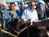 فرق الطب البيطرى بالأقصر تقدم تحصينات للماشية وتوعية لأصحابها بالأسواق.. صور