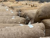 الذهب الأبيض يزين الشون فى بداية موسم جمع القطن بالدقهلية.. فيديو