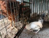 أسعار الفراخ بأسواق مطروح اليوم الإثنين 19- 1- 2026.. الوراك بـ 80 جنيها