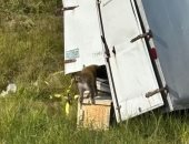 انقلاب شاحنة وفرار قرود مخبرية بولاية ميسيسبى.. ايه الحكاية "فيديو"