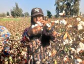 الذهب الأبيض.. حصاد 29 ألف فدان بحقول الشرقية بنسبة تفتيح 79%