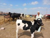 انخفاض أسعار الأبقار بسوق المواشي بالشرقية.. وتجار: الوقت الأنسب للشراء