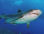 القرش قتلها.. مصرع امرأة وإصابة آخر خلال هجوم على شاطئ فى أستراليا