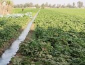صادرات مصر من «الفاصوليا» تتجاوز 110 آلاف طن منذ بداية العام