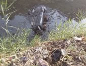 إصابة شخصين في حادث انقلاب سيارة ملاكي بترعة العزايزة بأسيوط