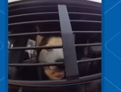 الحب الحقيقى.. قصة وفاء كلب لصاحبه بعد ضياع 7 سنوت فى ولاية فلوريدا