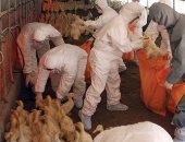 إعدام 20 ألف بطة.. المجر تُعلن عن تفش جديد لأنفلونزا الطيور عالية الخطورة