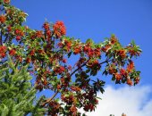 حكاية شجرة القطلب.. تبدل جذورها كل عام وتخالف فصول الطبيعة