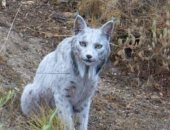 مصور يلتقط لحظات نادرة لأول وشق أيبيرى أبيض فى العالم.. فيديو وصور