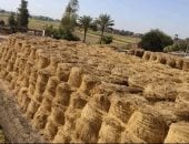 ارتفاع طفيف فى إنتاج مصر من الأرز ومتوسط نصيب الفرد عام 23/24