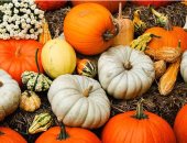 القرع مش للاحتفال بالهالوين بس.. من أقوى الأطعمة المعززة للمناعة والقلب