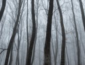 الأكثر رعبا فى العالم.. أسرار غابة هويا باكيو فى ترانسيلفانيا