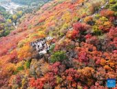 فصل الخريف يزين حدائق الصين