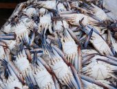 الكابوريا بـ 80 جنيها.. أسعار الأسماك فى سوق السمك بالإسكندرية اليوم