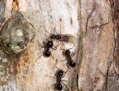 دراسة: النمل يلجأ للتباعد الاجتماعى لتجنب العدوى.. مش بس البشر