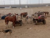 مصادرة 50 عربة كارو فى حملة مكبرة بشبرا الخيمة