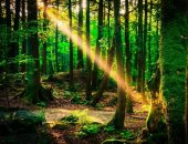 تسكنها الأشباح منذ سنوات.. تعرف على الغابة المخيفة فى اليابان