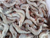 الجمبري بكام النهاردة؟ أسعار الأسماك فى الإسكندرية اليوم الثلاثاء