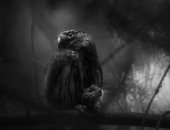 صورة اليأس الصامت تنتزع لقب مصور الحياة البرية الأوروبى لعام 2025