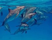 الدلافين.. سر الجذب السياحي في البحر الأحمر تعرف على أنواعها (صور)