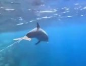 تعرف على برنامج حماية الدلافين فى منطقة الدولفين سميح بالغردقة