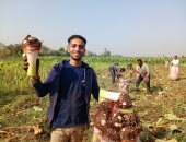 اللى بيحبوا القلقاس يجمعوا.. شوف إزاى بيحصدوا المحصول فى الشرقية