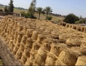 تجميع أكثر من 474 ألف طن قش أرز بالشرقية وتحرير  326 محضرا ضد المخالفين