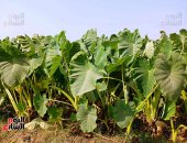 من الشرقية إلى العالم.. قرية المنير تتصدر زراعة وتصدير القلقاس للدول العربية والأوروبية