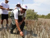 زراعة ألف شجرة مانجروف على شواطئ مرسى علم لتعزيز التنوع البيئى ومواجهة تغير المناخ