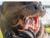 ثعلب الماء العملاق يعود للظهور فى الأرجنتين بعد 40 عاما من اختفائه.. صور 