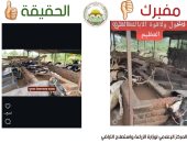 وزارة الزراعة تنفي صحة فيديو حالات نفوق الماشية: مزيف ومنسوب لدولة أخرى