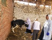 الزراعة: تحصين أكثر من 1.5 مليون رأس ماشية ضد الحمى القلاعية والوادي المتصدع