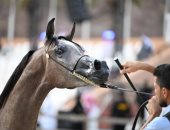 انطلاق منافسات سباق بطولة الفرسان للقدرة والتحمّل في العُلا السعودية