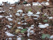 الفدان ينتج من 8 لـ11 قنطارا.. الشراقوة يواصلون حصاد محصول القطن.. صور