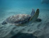 تعرف على أنواع السلاحف البحرية بالبحر الأحمر ومناطق تعشيشها.. صور