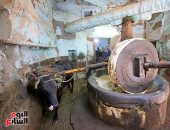 صورة اليوم.. معصرة الزيوت الطبيعية في قوص شاهدة على التراث