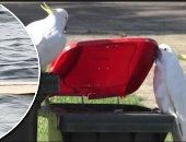 لصوص لكن ظرفاء.. ثعالب البحر تسرق ألواح التزلج فى كاليفورنيا.. ببغاوات أستراليا تفتح صناديق القمامة.. قرد يفاوض صاحبه على نظارته.. وظاهرة سرقات طريفة تكشف ذكاء الحيوان ودهاءه أمام الإنسان