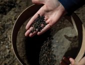 اكتشاف شعير متفحم عمره 5 آلاف عام فى مدينة فان التركية