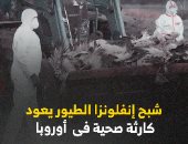 شبح إنفلونزا الطيور يعود.. كارثة صحية فى أوروبا.. فيديو 