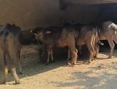 الزراعة: المجازر الحكومية استقبلت 705 آلاف رأس ماشية فى النصف الثانى من 2025